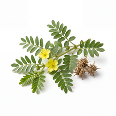 Tribulus